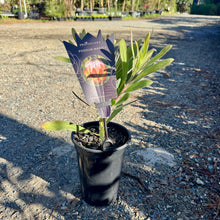 Load image into Gallery viewer, Protea &#39;Possum Magic&#39; PBR

