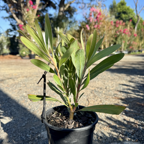 Protea longifolia x magnifica Possum Magic PBR