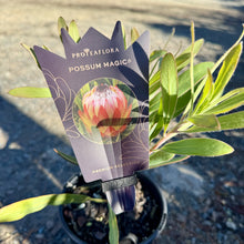 Load image into Gallery viewer, Protea &#39;Possum Magic&#39; PBR
