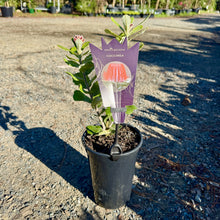 Load image into Gallery viewer, Protea &#39;Possum Magic&#39; PBR
