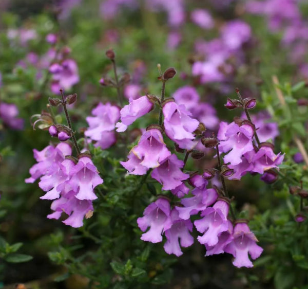 Prostanthera ovalifolia Purple Haze