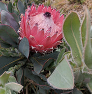 Protea 'Queen'
