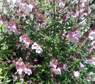Prostanthera rhombea Pink