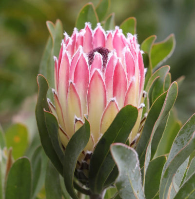 Protea Southern Cross