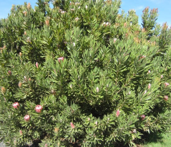 Protea 'Special Pink Ice'