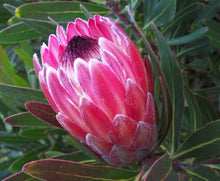 Load image into Gallery viewer, Protea &#39;Special Pink Ice&#39;
