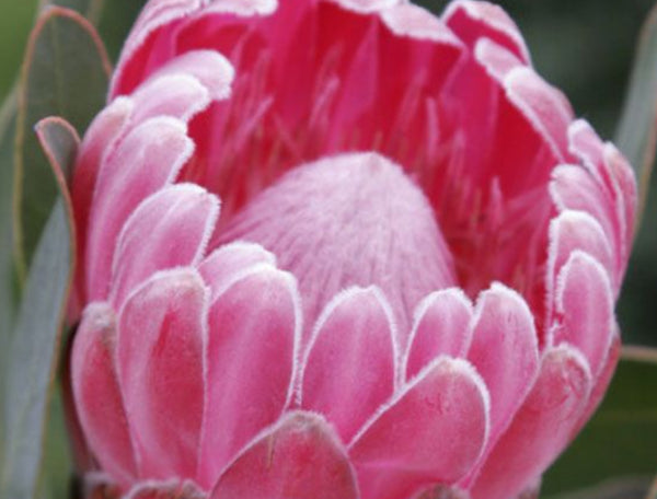 Protea 'Stately'