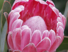 Load image into Gallery viewer, Protea &#39;Stately&#39;
