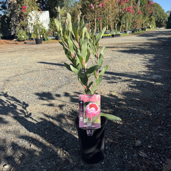 Protea 'Stately'