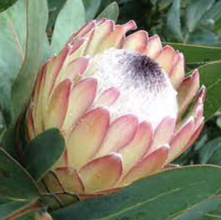Protea magnifica × susannae Susara