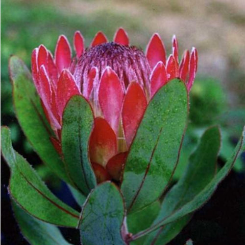 Protea Sylvia