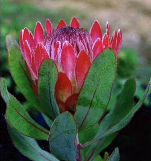 Protea 'Sylvia'