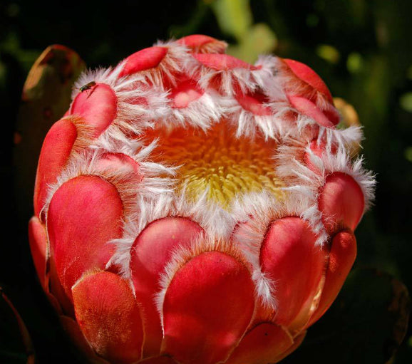 Protea 'Venus'