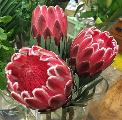 Protea 'Venus'