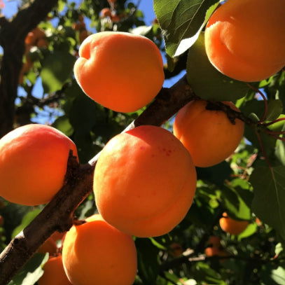 Prunus armeniaca Dwarf Fireball Apricot