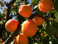 Prunus armeniaca Dwarf Fireball Apricot