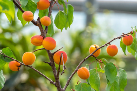 Dwarf Moorpark Apricot