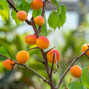 Moorpark Dwarf Apricot