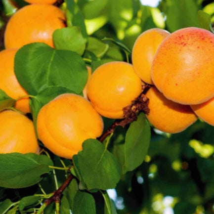 Prunus armeniaca Storey Dwarf Apricot