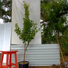 Load image into Gallery viewer, Prunus armeniaca (Apricot) Trevatt
