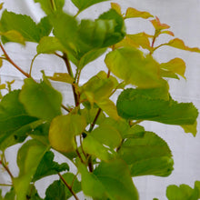 Load image into Gallery viewer, Prunus armeniaca (Apricot) Trevatt

