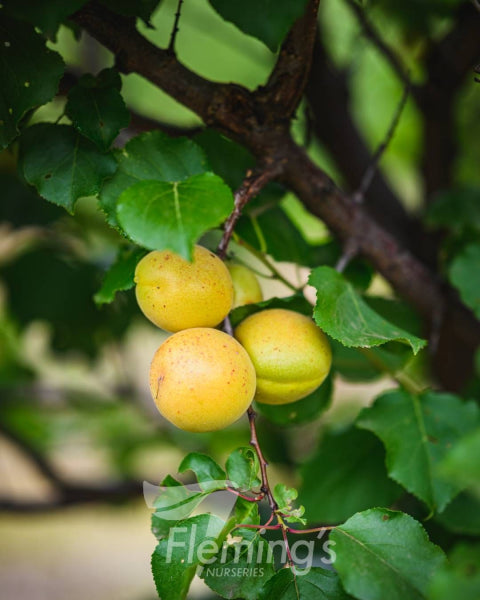 'Trevatt' Apricot - Prunus armeniaca