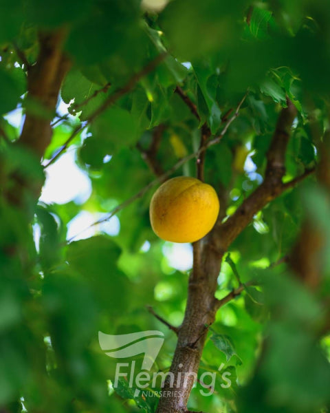 'Trevatt' Apricot - Prunus armeniaca