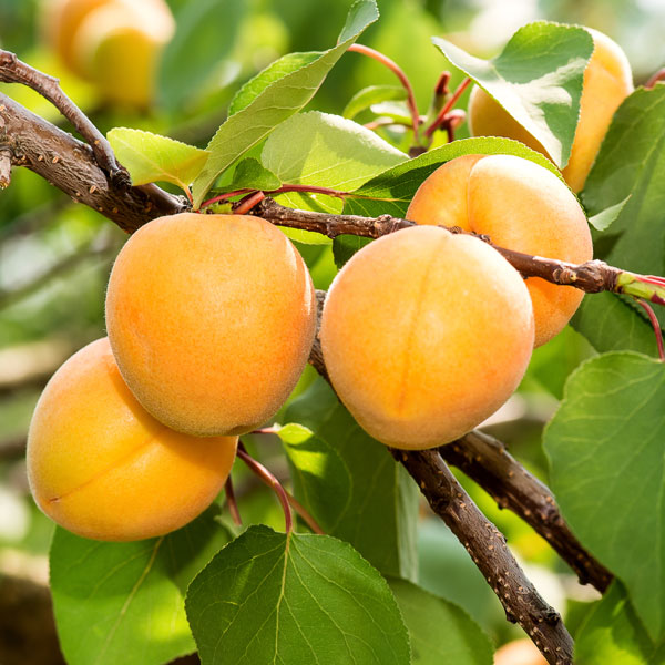 Trevatt Dwarf Apricot