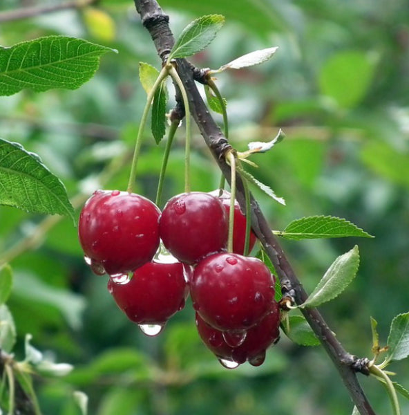 Prunus avium 'Lapins' Cherry