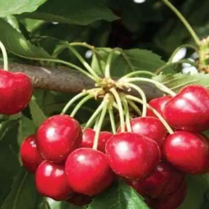 Prunus avium Royal Crimson Cherry