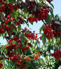 Load image into Gallery viewer, Prunus avium &#39;Stella&#39; Cherry
