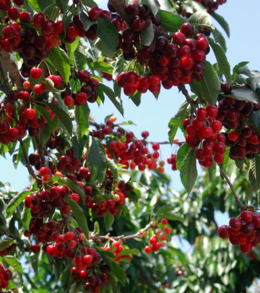 Prunus avium 'Stella' Cherry