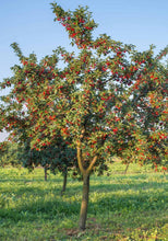 Load image into Gallery viewer, Prunus avium &#39;Stella&#39; Cherry
