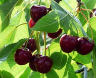 Prunus avium Stella Dwarf Cherry