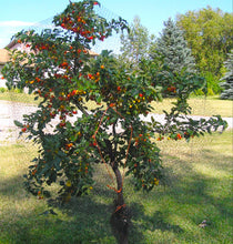 Load image into Gallery viewer, Prunus avium Stella Dwarf Cherry
