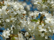 Load image into Gallery viewer, Sunburst Cherry
