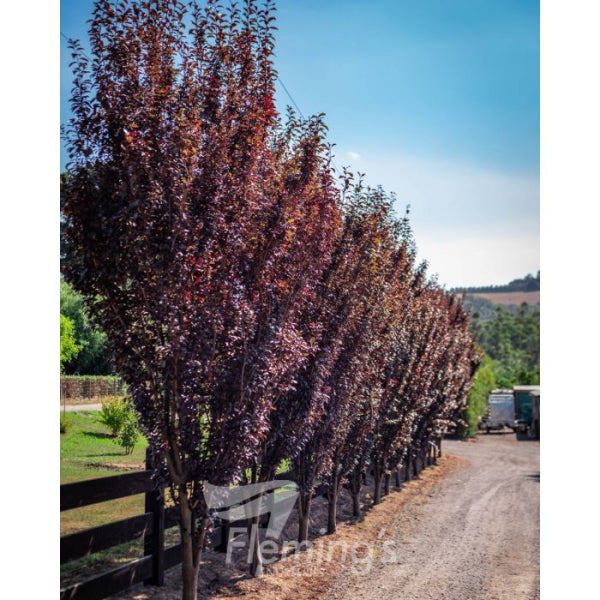 Prunus cerasifera  Oakville Crimson Spire