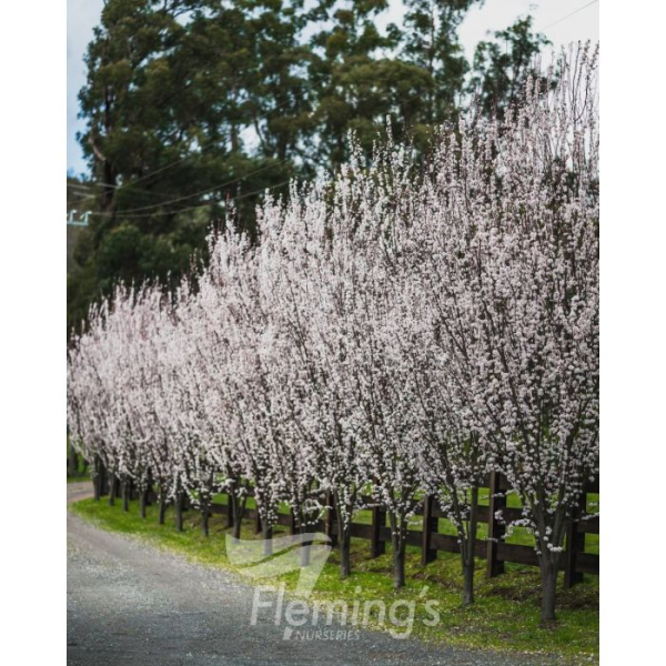 Prunus cerasifera  Oakville Crimson Spire