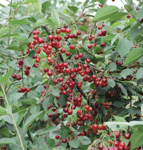 Prunus cerasus Morello