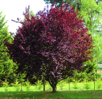 Prunus cerasifera Nigra