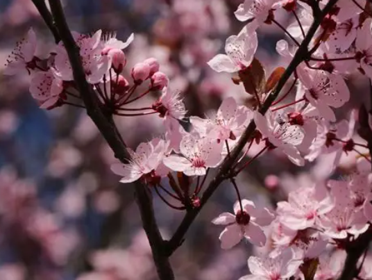 Prunus cerasifera Nigra