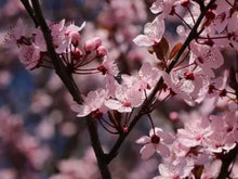 Load image into Gallery viewer, Prunus cerasifera Nigra
