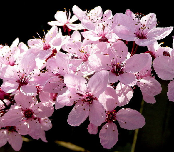 Prunus cerasifera Nigra Fastigata