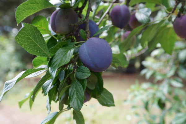 Prunus domestica Angelina  (Plum)