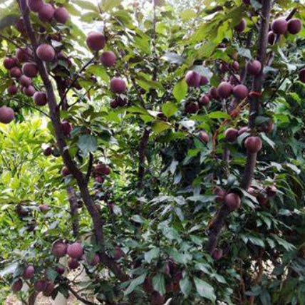 Prunus salicina A-Okay Dwarf Plum