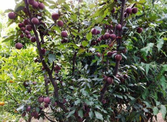 {Plum - a-okay Dwarf}  Prunus domestica