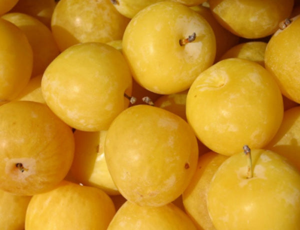 Prunus domestica  {Plum - Coes Golden Drop}