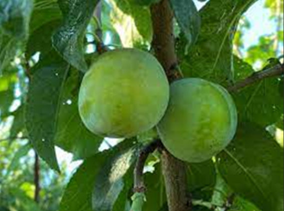 Prunus domestica Green Gage Plum Dwarf