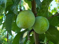 Prunus domestica Green Gage Plum Dwarf