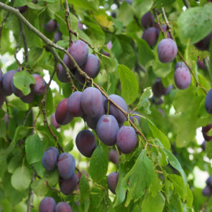 Prunus domestica Sugar Plum Dwarf